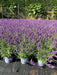 Mathias Nurseries Lavender Hidcote in 2lt pots flowering