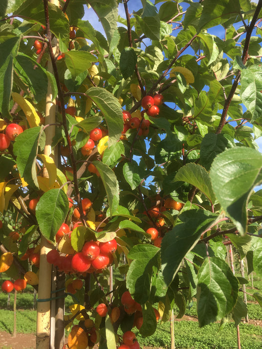 Malus Evereste Fruit Crab Apple