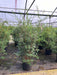 Mathias Nurseries Osmanthus Burkwoodii Hedging Plant in a 20lt pot at 120cm height