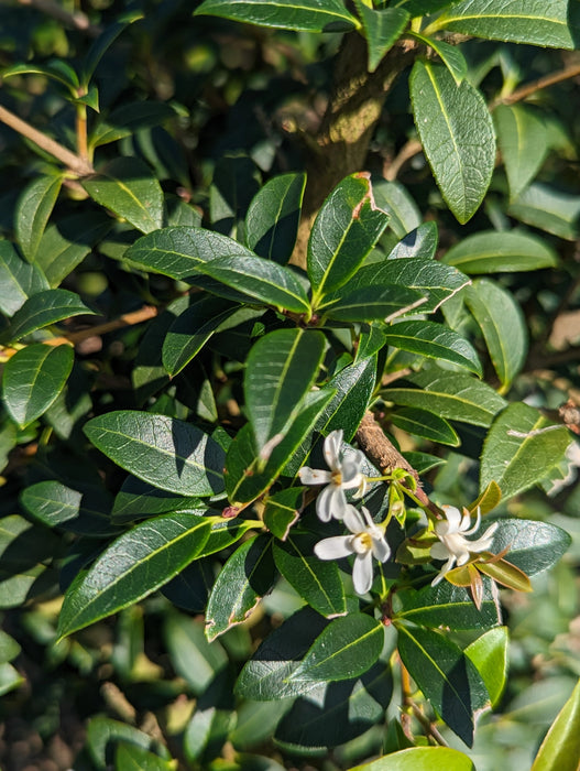 Mathias Nurseries Osmanthus burkwoodii hedging