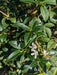 Mathias Nurseries Osmanthus burkwoodii hedging