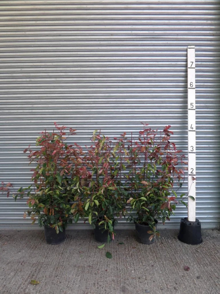 photinia red robin 120 cm Photinia Red Robin Hedge 5-6ft (150-180cm) in a 15lt pot