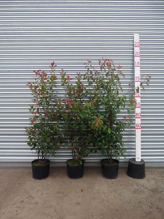 Mathias Nurseries Photinia Red Robin Hedge Plants