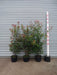 Mathias Nurseries Photinia Red Robin Hedge Plants