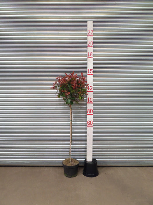 Mathias Nurseries Photinia Red Robin Short Standard