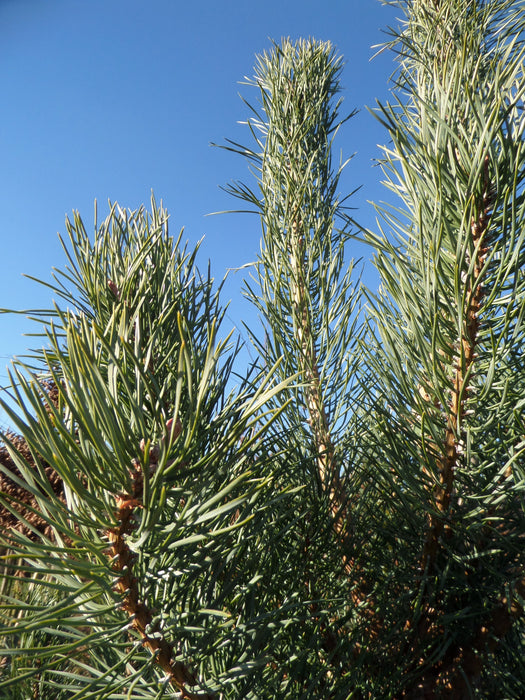 Mathias Nurseries Scots Pine Pinus sylvestris Needles