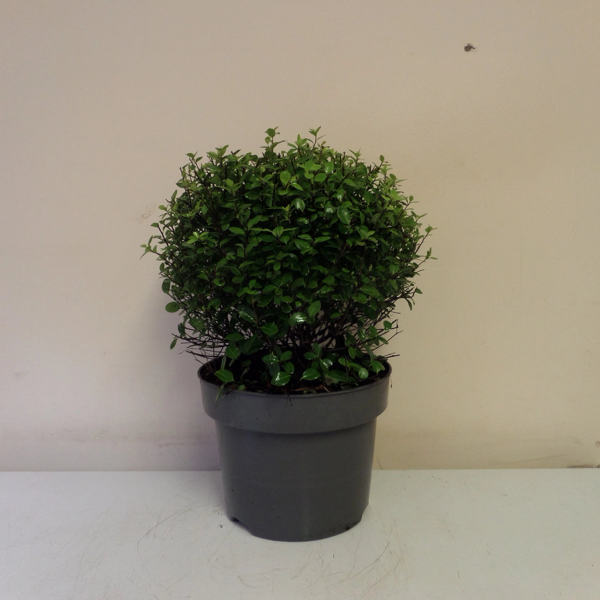 Pittosporum Golf Ball 30cm in a 10lt pot