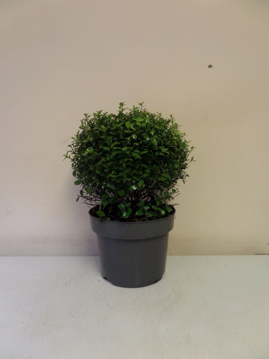 Mathias Nurseries Pittosporum tenuifolium Golf Ball