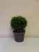 Mathias Nurseries Pittosporum tenuifolium Golf Ball
