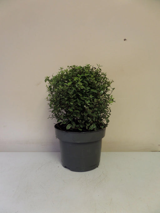 Mathias Nurseries Pittosporum tenuifolium Silver Ball