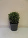 Mathias Nurseries Pittosporum tenuifolium Silver Ball