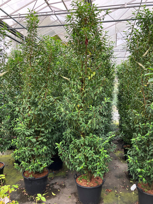 Mathias Nurseries Portuguese Laurel Prunus lusitanica Hedging plant