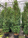 Mathias Nurseries Portuguese Laurel Prunus lusitanica Hedging plant