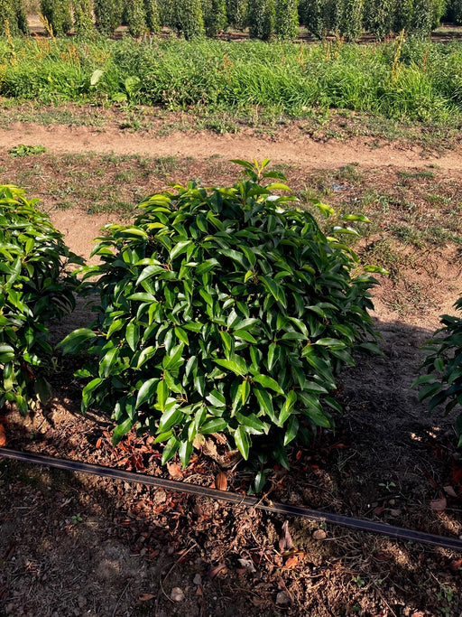Prunus lusitanica 'Angustifolia' neatly trimmed into a 50cm topiary ball shape for planting in a garden