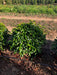 Prunus lusitanica 'Angustifolia' neatly trimmed into a 50cm topiary ball shape for planting in a garden