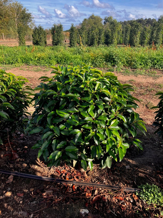Prunus lusitanica 'Angustifolia' otherwise known as Portuguese Laurel trimmed into an ornamental topiary ball shape with a 50cm diameter from Mathias Nurseries