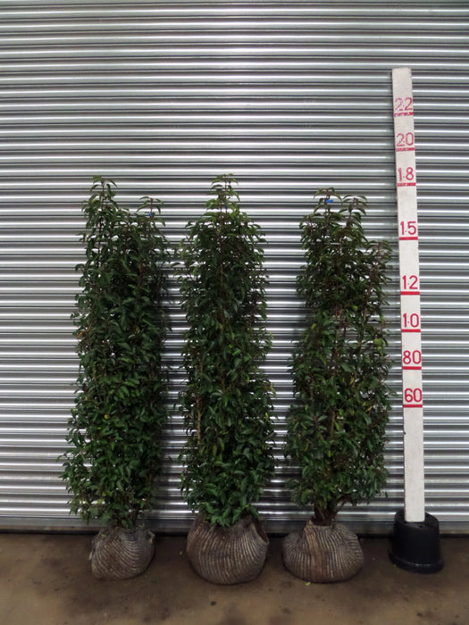 Mathias Nurseries Rootballed Portuguese Laurel hedging 150-180cm 5-6ft