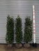 Mathias Nurseries Rootballed Portuguese Laurel hedging 150-180cm 5-6ft