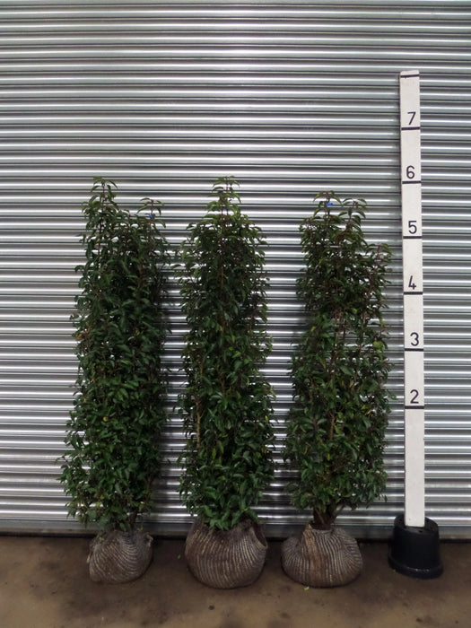 Mathias Nurseries Rootballed Portuguese Laurel Hedging 150-180cm 5-6ft