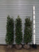 Mathias Nurseries Rootballed Portuguese Laurel Hedging 150-180cm 5-6ft