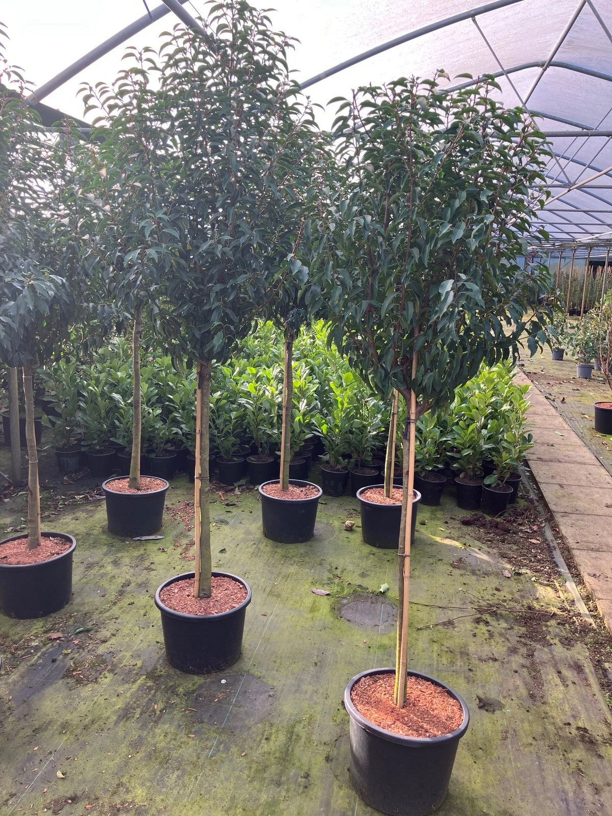 Portuguese Laurel (Short Standard) Tree | Hedges Online