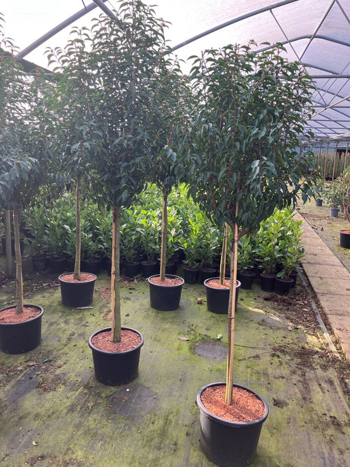 Mathias Nurseries Portuguese Laurel Prunus lusitanica Short Standard Trees