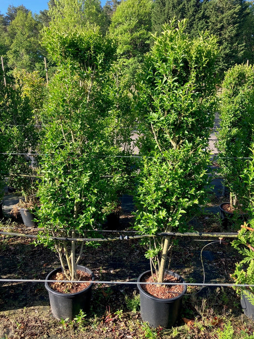Mathias Nurseries privet Ligustrum Ovalifolium Hedging 6ft 180cm height