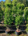 Mathias Nurseries privet Ligustrum Ovalifolium Hedging 6ft 180cm height
