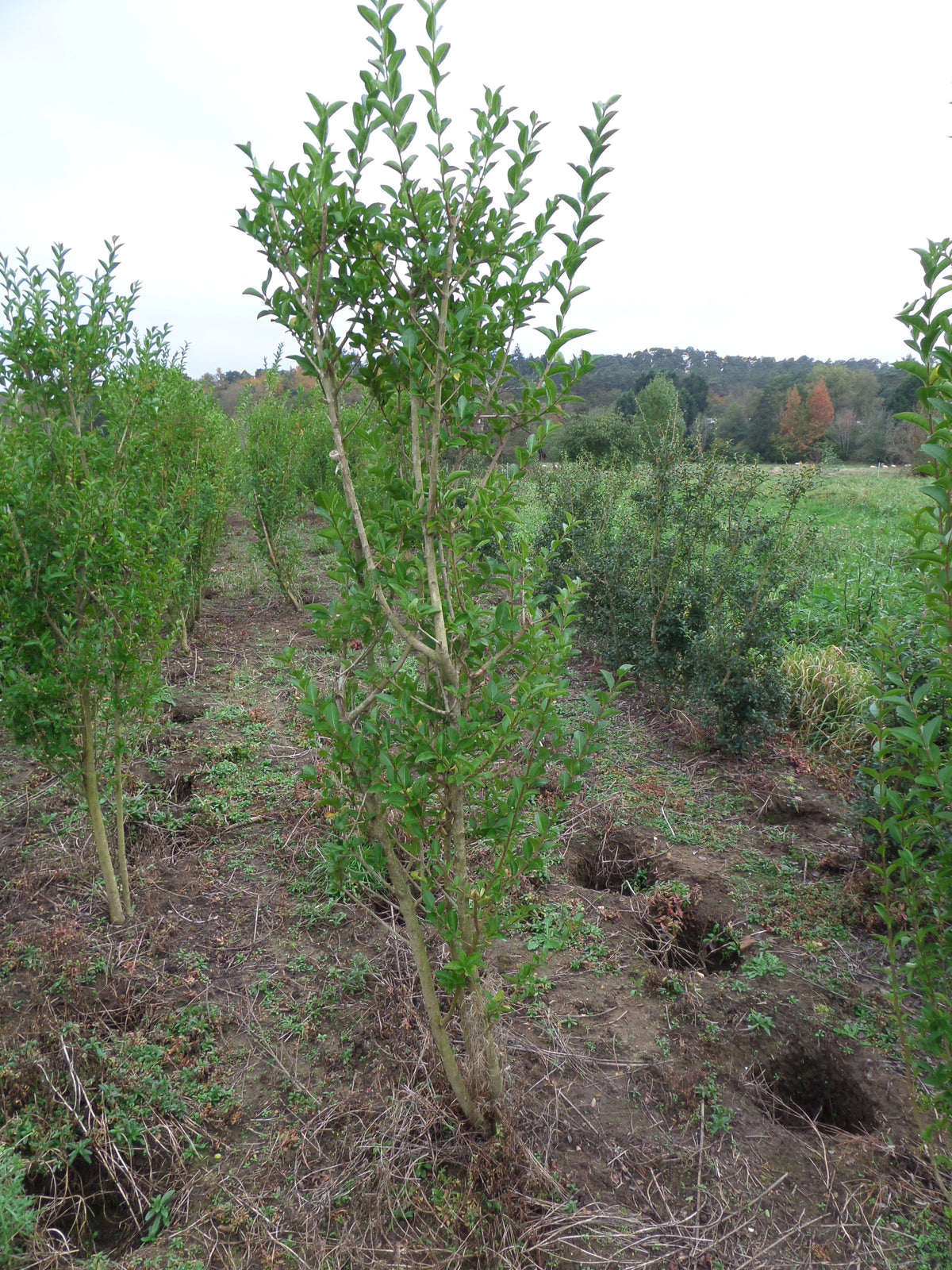Privet 6ft (180cm) Rootballed (Second Rate) | Mathias Nurseries
