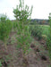 Mathias Nurseries Privet Ligustrum Ovalifolium Second Rate Plants for hedging