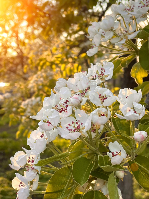 Pyrus Chanticleer - Flowering Pear