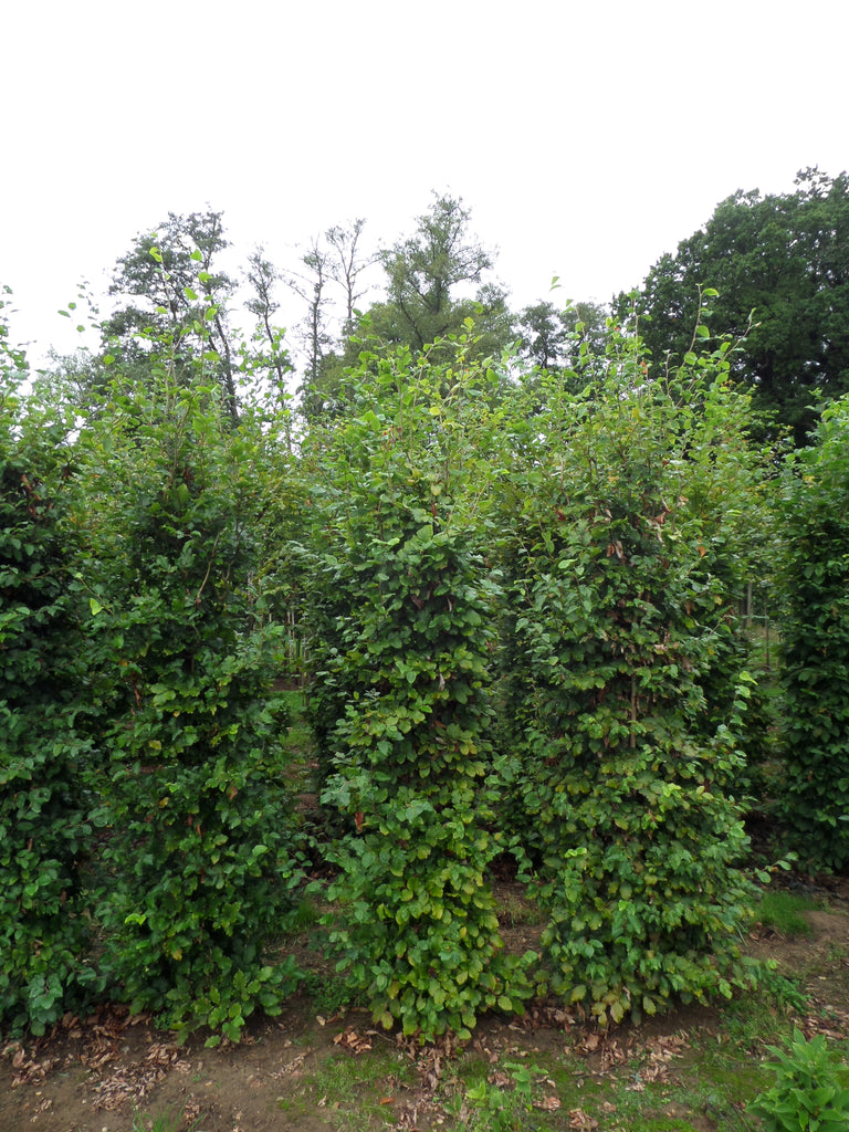 Beech Hedging 210-240cm (7-8ft) Rootballed