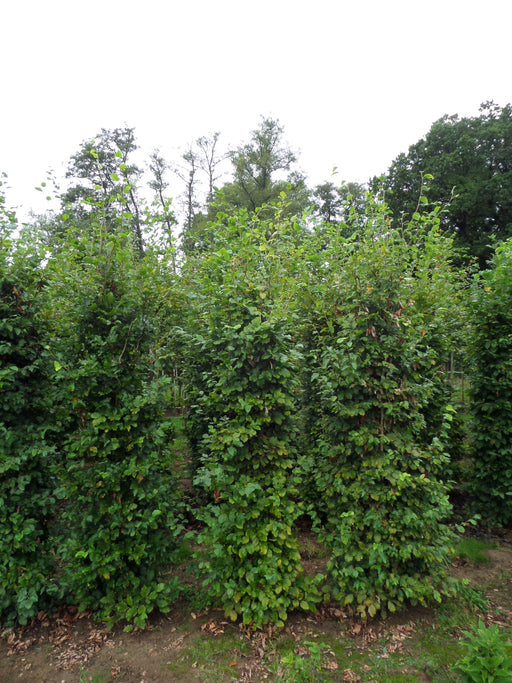 Mathias Nurseries Beech Hedging Rootballed Fagus sylvatica