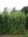 Mathias Nurseries Beech Hedging Rootballed Fagus sylvatica