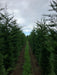Mathias Nurseries Rootballed Leylandii Cupressocyparis 12ft height