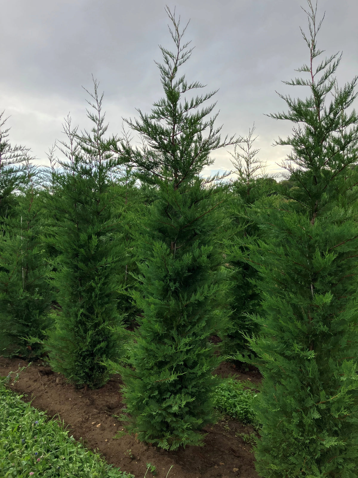 Leylandii 11-12ft (330-360cm) Rootballed | Mathias Nurseries