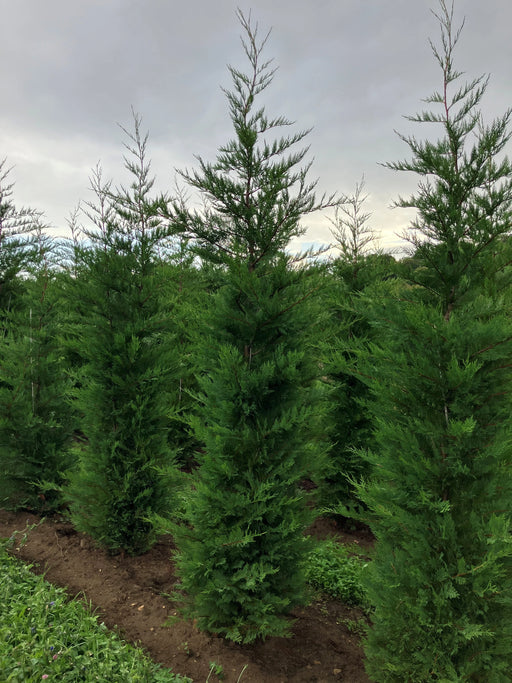 Mathias Nurseries Rootballed Leylandii Cupressocyparis 12ft height