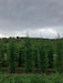 Mathias Nurseries Rootballed Leylandii Cupressocyparis 12ft height