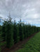 Mathias Nurseries Rootballed Leylandii Cupressocyparis 12ft height