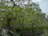 Mathias Nurseries Golden Weeping Willow tree Salix sepulcralis var. chrysocoma at Wells Cathedral