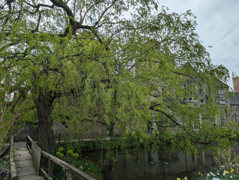 Mathias Nurseries Golden Weeping Willow tree Salix sepulcralis var. chrysocoma at Wells Cathedral