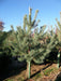 Mathias Nurseries Scots Pine Pinus sylvestris Tree
