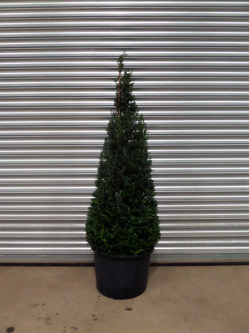 Mathias Nurseries Taxus baccata Cone 120cm