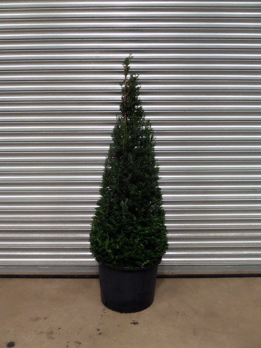 Mathias Nurseries Taxus baccata Cone 120cm