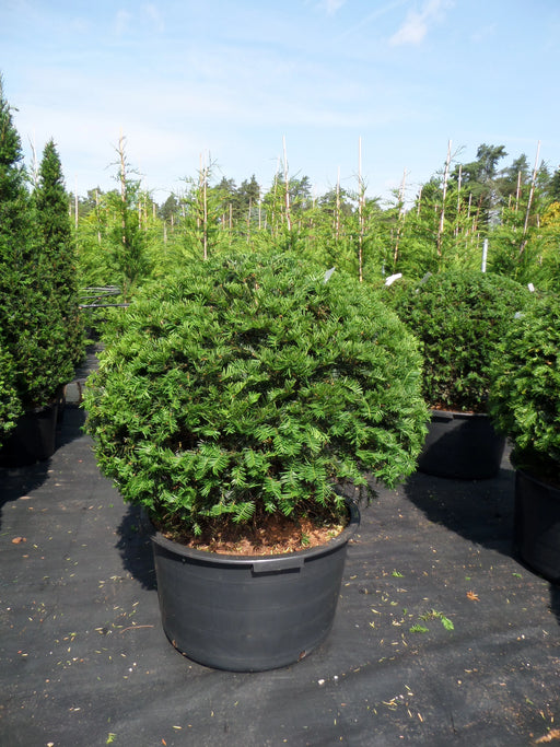 Mathias Nurseries Taxus Baccata Yew Topiary Ball 80cm