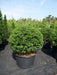 Mathias Nurseries Taxus Baccata Yew Topiary Ball 80cm