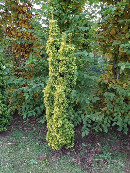 Mathias Nurseries Taxus baccata Fastigiata Standishii Golden irish Yew Rootballed