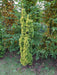 Mathias Nurseries Taxus baccata Fastigiata Standishii Golden irish Yew Rootballed