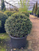 Mathias Nurseries Taxus baccata Yew Ball 60cm