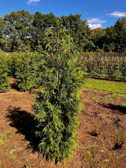Thuja plicata otherwise known as Western Red Cedar growing in a production field at Mathias Nurseries and available to purchase as a rootball from hedgesonline.com